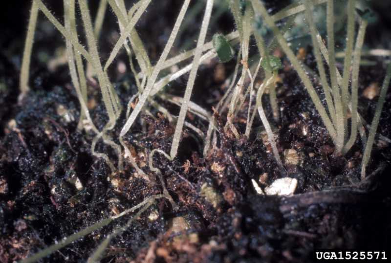 DAMPING OFF OF SEEDLINGS EPUB DAMPING OFF OF SEEDLINGS EPUB